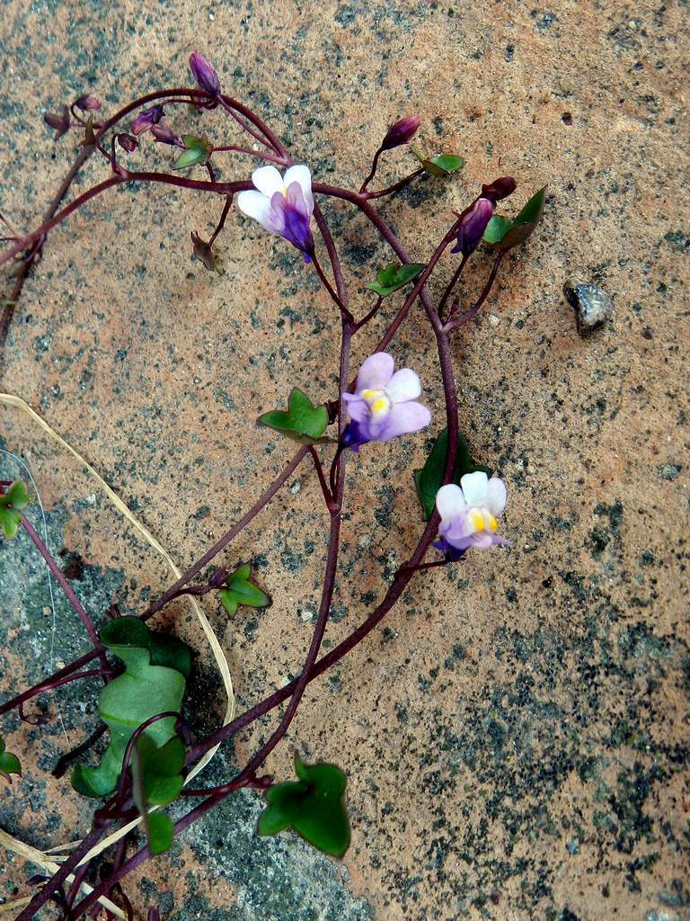 Cymbalaria muralis